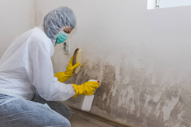 Best Basement Mold Removal  in Falcon Heights, MN