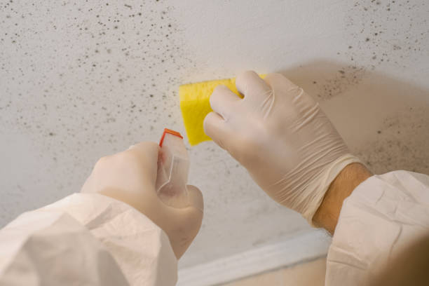 Trusted Falcon Heights, MN Mold Removal Experts