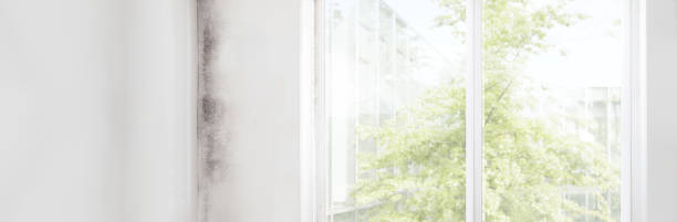 Best Industrial Mold Remediation  in Falcon Heights, MN