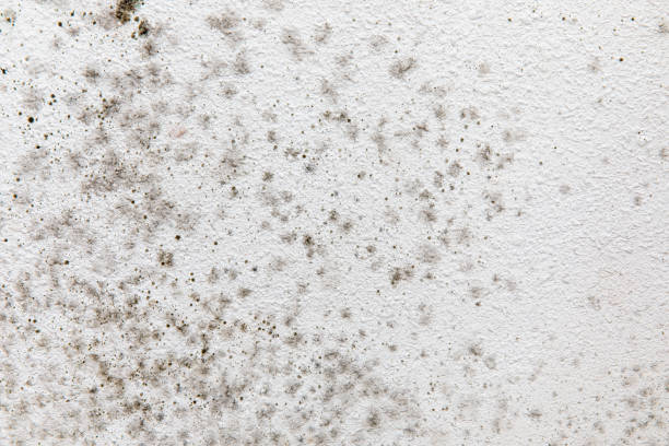 Best Forensic Mold Investigation  in Falcon Heights, MN